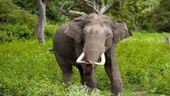 Elephant: জলপাইগুড়ি-আলিপুরদুয়ারে হাতির তাণ্ডব | Bangla News