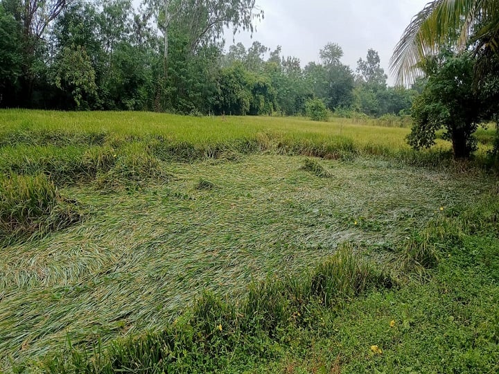 Paddy crop waste due to rain in Chhattisgarh, farmers demand compensation from the government ANN Rain in Chhattisgarh: छत्तीसगढ़ में बेमौसम बरसात से किसान परेशान, धान की फसल को हो रहा है नुकसान