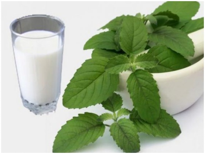 Health Care Tips Boiling Basil leaves in Milk gives Amazing