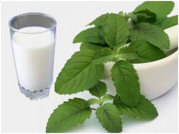 Benefits Consuming Tulsi Milk: दूध में तुलसी के पत्ते उबालकर पीने से मिलते हैं गजब फायदे, इन बीमारियों से मिलेगा छुटकारा Benefits Consuming Tulsi Milk: दूध में तुलसी के पत्ते उबालकर पीने से मिलते हैं गजब फायदे, इन बीमारियों से मिलेगा छुटकारा