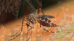 Political Turmoil: ডেঙ্গি-ম্যালিরিয়া নিয়ে তুঙ্গে রাজনৈতিক তরজা। Bangla News