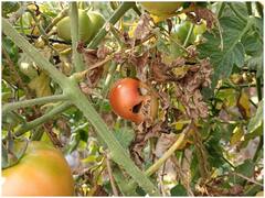 Jabalpur News: जबलपुर में टमाटर की फसल को बर्बाद कर रहे ये 'मिस्ट्री कीड़े', रिसर्च में जुटे वैज्ञानिक