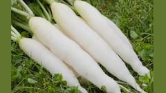 Radish Benefits: শীতকাল পড়তেই মুলো খাচ্ছেন? কী হতে পারে জানা আছে তো?