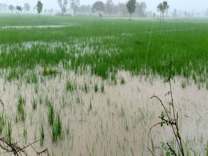 40,000 acres of arable land in Thiruvarur affected - request for relief of 30,000 per acre திருவாரூரில் 40,000 ஏக்கர் விளை நிலங்கள் பாதிப்பு - ஏக்கருக்கு 30,000 நிவாரணம் வழங்க கோரிக்கை