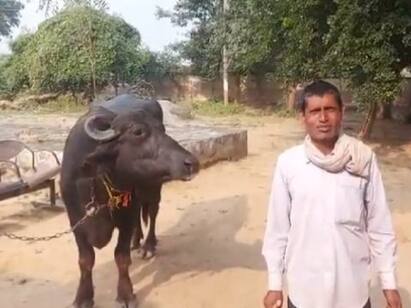 Madhya Pradesh man says buffalo refuses to be milked, goes to police Watch Video: ‛ஐயா... என் எருமை பால் கறக்க மாட்டேங்குது...’ போலீசில் புகார் செய்த விவசாயி!