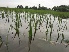 West Midnapore Jawad : ‘জওয়াদ’-এর ঝোড়ো ধাক্কা, ধান কেটেও ঘরে তুলতে পারেননি অনেকে