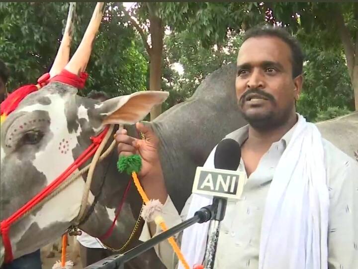 At Bengaluru Krishi Mela, This Rare Breed Of Bull Is Main Attraction காளை விலை ரூ.1 கோடியாம்... மாதம் 24 லட்சம் சம்பாதிக்கிறதாம்... பெங்களூரு கிரிஷி மேளாவில் கவனம் ஈர்த்த காளை!