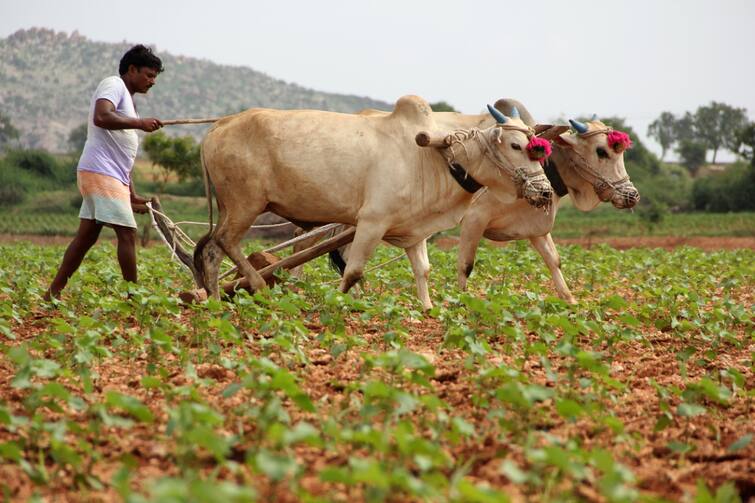 Bad news for farmers in the state, how many days of rain is forecast? રાજ્યમાં ખેડૂતો માટે  આવ્યા ખરાબ સમાચાર, કેટલા દિવસ વરસાદની કરાઇ આગાહી?