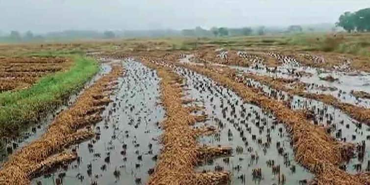 West Burdwan: Sudden rains in the face of paddy harvesting, farmers fearing loss West Burdwan News: ধান তোলার মুখে আচমকা বৃষ্টি, ক্ষতির আশঙ্কায় কৃষকরা