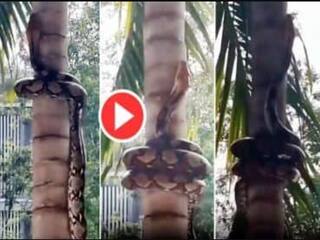 Viral Video: Massive Python Climbs Tree in a Mesmerising Way. Watch Watch Video |என்னா ஒரு நேக்கு.. செம்ம ட்ரிக்கைப் பயன்படுத்தி மரமேறும் பாம்பு வீடியோ வைரல்!