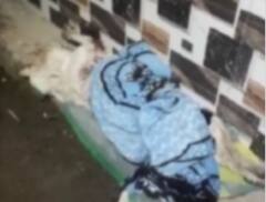 Jabalpur News: कुत्ते की हत्या पर मेनका गांधी ने थान प्रभारी को किया फोन, आरोपी गिरफ्तार