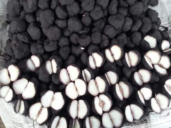 શિંગોડા ખાવાના મુખ્ય 7 ફાયદા