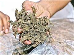 ई कॉमर्स कंपनी के ज़रिए 4 महीने में हुई 1 टन गांजे की तस्करी, पुलिस ने कहा- संलिप्तता पाई गई तो कार्रवाई करेंगे, मांगा जवाब