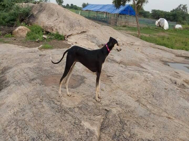 kanni chippiparai dog breed, vettai dogs South Indian breed colours Know here Details Vettai Thunaivan - 20 | ’கன்னி, சிப்பிப்பாறை’ வேட்டை நாய்களும், அதன் நிறங்களும்..!