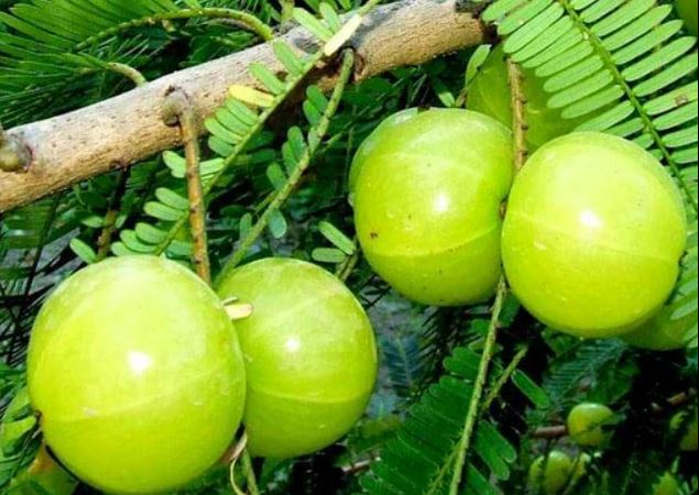 Gooseberry Farming: आंवला की बागवानी के लिये बेहतरीन है बारिश का मौसम, उन्नत बीजों के साथ इस तरीके से करें रोपाई