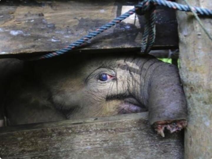 A baby elephant in Indonesia’s Sumatra island has had half of her trunk வேட்டை பொறியில் சிக்கிய குட்டி யானை.. தும்பிக்கையே துண்டிக்கப்பட்டு நிலைகுலைவு.. என்ன நடந்தது?