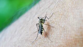 ਸਿਹਤ ਲਈ ਬਹੁਤ ਖਤਰਨਾਕ ਮੱਛਰ ਭਜਾਉਣ ਵਾਲੇ ਬਾਜ਼ਾਰੂ ਕੈਮੀਕਲ! ਕੁਦਰਤੀ ਤਰੀਕੇ ਨਾਲ ਸਸਤੇ 'ਚ ਭਜਾਓ ਮੱਛਰ