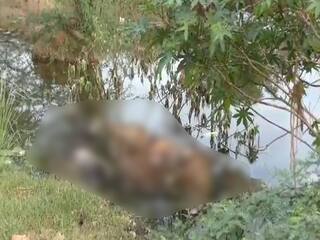 Mysterious death in lake with more than 30 cows and calves near Villupuram கன்றுகளுடன் ஏரியில் மர்மமாக இறந்த பசுக்கள்: விழுப்புரம் அருகே அதிர்ச்சி!