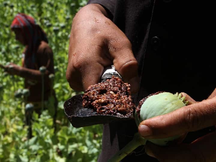 Afghanistan’s Opium Production Crosses 6,000-Tonne Mark For 5th Year In A Row: UN Report Afghanistan’s Opium Production Crosses 6,000-Tonne Mark For 5th Year In A Row: UN Report