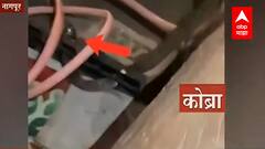 Nagpur : उघडला बॉक्स निघाला कोब्रा ; नागपुरातील लखेटे कुटुंबियांच्या घरी पळापळ ABP Majha