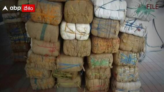 Amazon : గంజాయి కోసం అమెజాన్‌ని కరివేపాకులా వాడారు..!