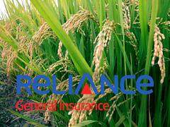अखेर रिलायन्सकडून पीक विम्याचा परतावा सुरु, 17 लाख शेतकऱ्यांना मोठा दिलासा