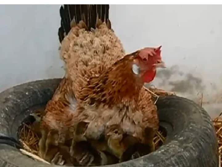 Hen cares for peacock chicks like they are her own. Watch sweet video Watch Video : எல்லாமே குழந்தைதான்.. “மயில் குஞ்சுகளை அரவணைக்கும் கோழி” : வைரலாகும் வீடியோ..