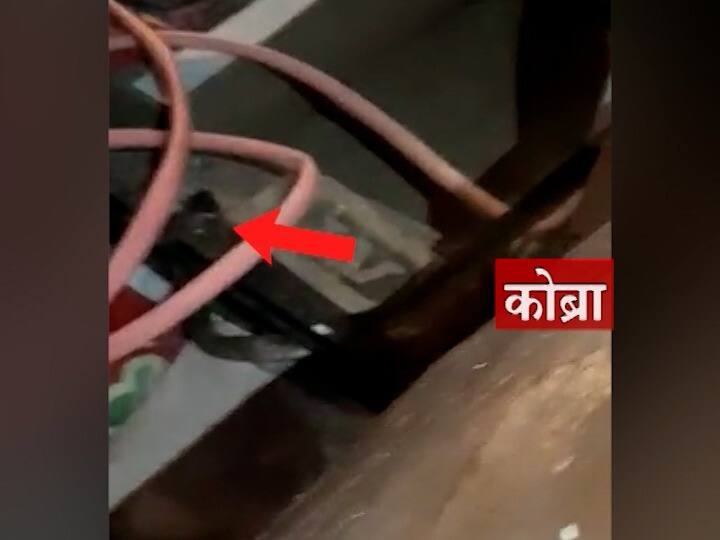 Nagpur Crime News Cobra in Courier box opened Incident in Nagpur Nagpur : धक्कादायक... उघडला कुरिअरचा बॉक्स निघाला कोब्रा; नागपुरातील घटना