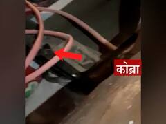Nagpur : धक्कादायक... उघडला कुरिअरचा बॉक्स निघाला कोब्रा; नागपुरातील घटना