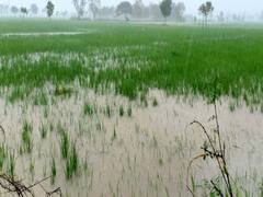 રાજ્યના ખેડૂતો માટે  ચિંતાજનક સમાચાર, વરસાદને લઈ હવામાન વિભાગે શું કરી આગાહી ?