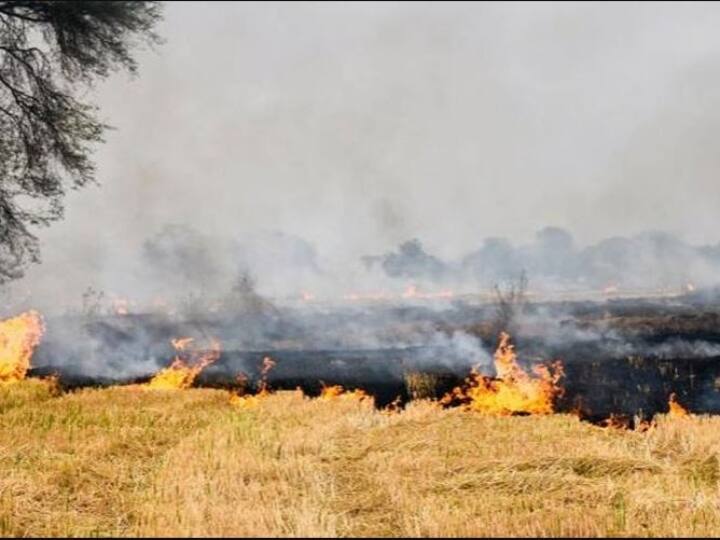 Stubble will burn for 15 more days in Punjab stubble burning: ਪੰਜਾਬ 'ਚ 15 ਦਿਨ ਹੋਰ ਸਾੜੇਗੀ ਪਰਾਲੀ, ਝੋਨੇ ਦੀ ਕਟਾਈ ਦਾ 10 ਫੀਸਦੀ ਕੰਮ ਅਜੇ ਬਾਕੀ