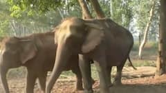 Bahraich में पर्यटकों के लिए खोला गया Katarniaghat | Khabrein Tabadtod