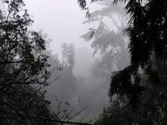 Weather Update : শীত পড়তে না পড়তেই কুয়াশার চাদরে মুড়ি দিল বাংলা, দেখুন নানা প্রান্তের ছবি