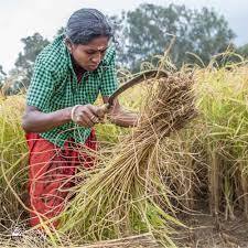 பழங் கற்காலத்திற்கும் புதிய கற்காலத்திற்கும் இடைப்பட்ட காலத்தில் உணவுப் பொருள் எவ்வாறு சேகரிக்கப்பட்டது