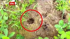 Tiger Hulchul : శ్రీకాకుళం లో పులి ని చూసి రైతులను అప్రమత్తం చేసిన అగ్రిక‌ల్చ‌ర్ ఉద్యోగి