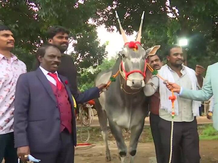 Unique Bull: मेले में इस अनोखे सांड की लगी 1 करोड़ रुपये तक की बोली, जानें क्या है इसकी खासियत In Kirishi Mela of Bengaluru a unique bull named Krishna sold for 1 crore Unique Bull: मेले में इस अनोखे सांड की लगी 1 करोड़ रुपये तक की बोली, जानें क्या है इसकी खासियत