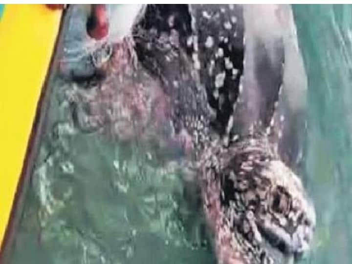 Leatherback spotted on TN coast after 39 years Watch Video | 900 கிலோ எடை கொண்ட ராட்சத ஆமை: காப்பாற்றிய மீனவர்கள் பகிர்ந்த அனுபவம்