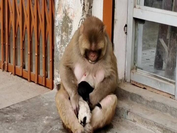 Siwan news: Monkey adopts two children of the dog, keeps it with her throughout the day, protects against stray dogs ann अजब-गजब: बंदरिया ने कुत्ते के दो बच्चों को लिया गोद, दिन भर रखती है अपने पास, आवारा कुत्तों से करती है रक्षा