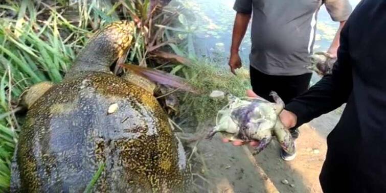 Coochbehar: turtle carcasses floating in Sagar Dighi Coochbehar: কোচবিহারের সাগর দিঘিতে ভাসছে একাধিক কচ্ছপের মৃতদেহ