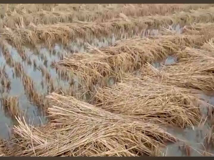 सिंधुदुर्गात अवकाळीच्या हजेरीमुळे झाडं, विजेचे खांब रस्त्यावर पडले तर काही घरांची कौल उडून गेल्यानं संसार उघड्यावर आले.