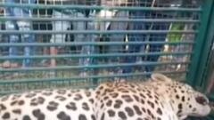 વડોદરા: 15 દિવસમાં બે આતંકી દીપડાનું રેસ્ક્યુ, જુઓ ગુજરાતી ન્યુઝ