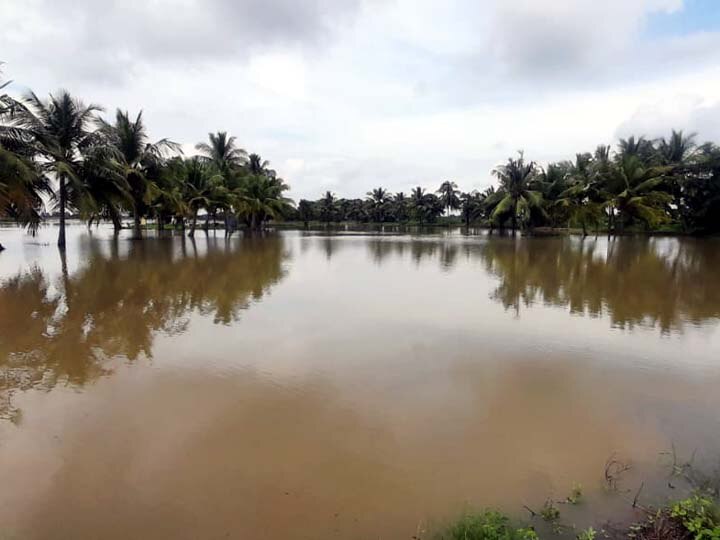 தஞ்சாவூர்: கோணக்கடுங்கலாறு உடைப்பால் 1500 ஏக்கரில் நெற் பயிர்கள் மூழ்கி சேதம்