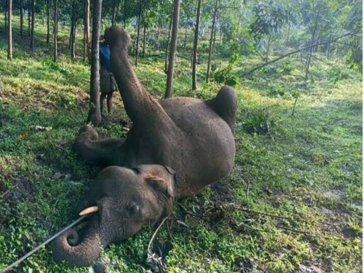 Elephant electrocuted to death in Malampuzha forest Watch Video | மின்சார ஒயரை கடித்து உயிரிழந்த யானைக் குட்டி.. எழுப்ப முயற்சிசெய்யும் தாய் யானை.. கலங்கவைக்கும் வீடியோ