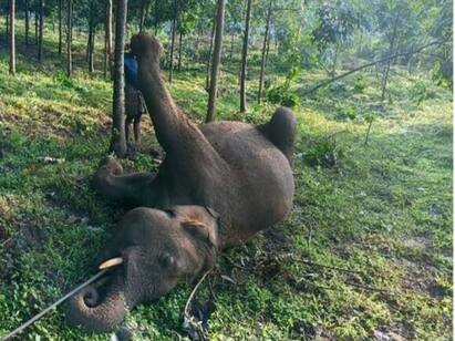 Elephant electrocuted to death in Malampuzha forest Watch Video | மின்சார ஒயரை கடித்து உயிரிழந்த யானைக் குட்டி.. எழுப்ப முயற்சிசெய்யும் தாய் யானை.. கலங்கவைக்கும் வீடியோ