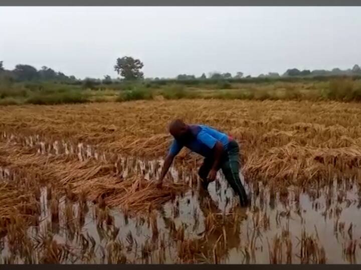 काल मंगळवारी पश्चिम महाराष्ट्रातील पुणे, सातारा, सांगलीत, कोकणातील रत्नागिरी, सिंधुदुर्ग जिल्ह्यात तर विदर्भातील चंद्रपुरात पावसाच्या सरी बरसल्या.