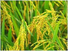 Chattisgarh News: धान की फसल को बीमारी से बचाएगा ये सॉफ्टवेयर, छत्तीसगढ़ की छात्रा ने तैयार किया फॉर्मूला