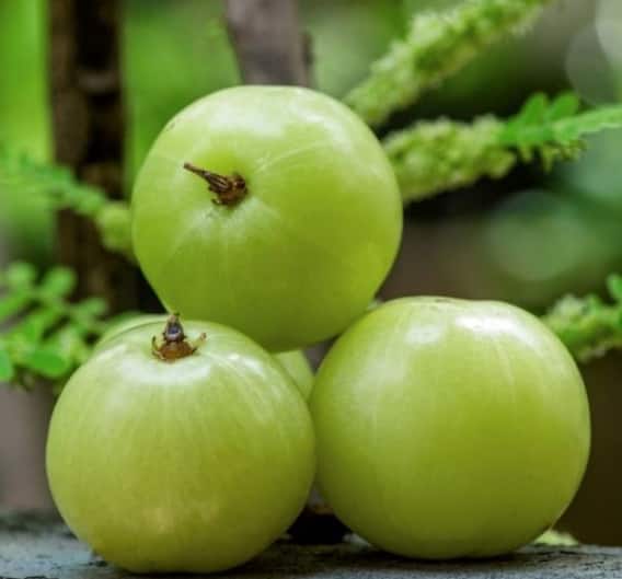 શું તમે જાણો છો આમળાના આ અદભૂત ફાયદા ?