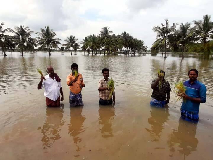 Thanjavur: 1500 acres of paddy fields submerged and damaged due to Konakkadungalaru break. தஞ்சாவூர்: கோணக்கடுங்கலாறு உடைப்பால் 1500 ஏக்கரில் நெற் பயிர்கள் மூழ்கி சேதம்