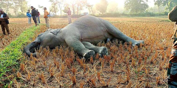 Japlaiguri elephant carcasses were recovered from Mogollata Forest area of ​​Banarhat police station dooars Jalpaiguri: ডুয়ার্সের বানারহাট থানার মোগোললাটা ফরেস্ট এলাকায় উদ্ধার হাতির মৃতদেহ
