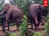 Viral Video : இரும்பு வேலியை தாண்டும் காட்டுயானை! வைரல் வீடியோ